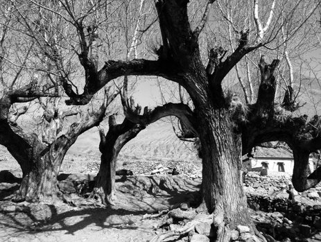 RFA評論 | 唯色：當我們談論天花時我們在談論什麼（二十四）